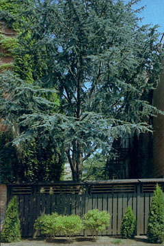 ASIAN Gardens